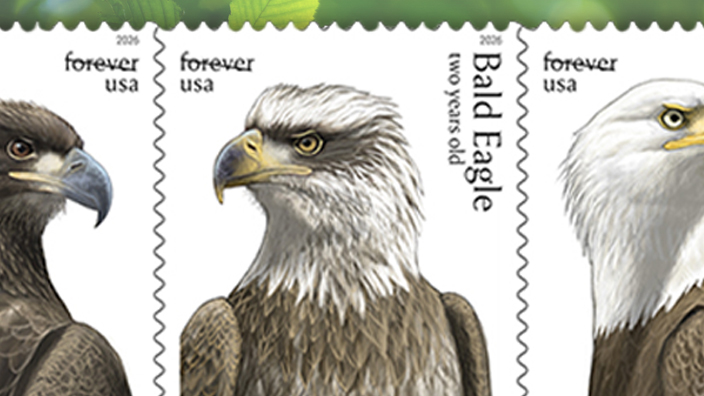 An image of the five USPS bald eagle stamps, each one showing the birds at different stages of life.