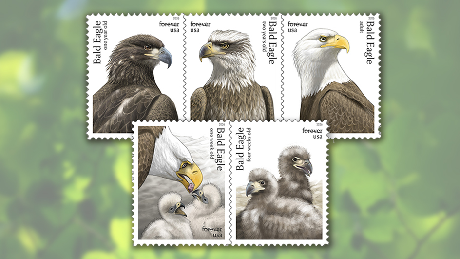 An image of the five USPS bald eagle stamps, each one showing the birds at different stages of life.