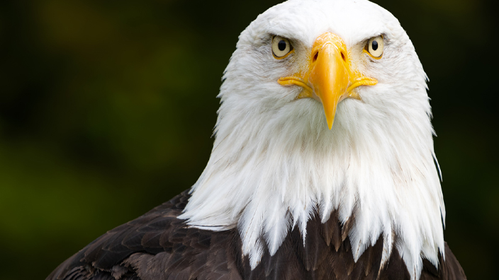 Close-up photograph of a bald eagle facing forward