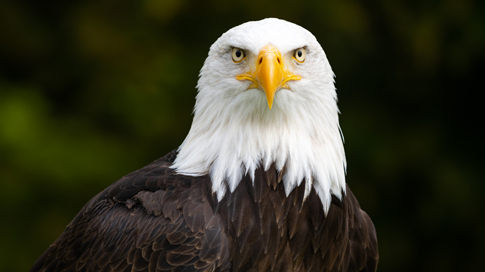 Close-up photograph of a bald eagle facing forward