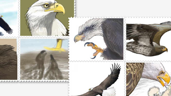Eight illustrations of bald eagles in various stages of growth