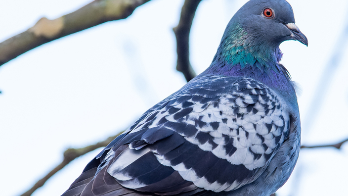 A pigeon perched on a tree branch
