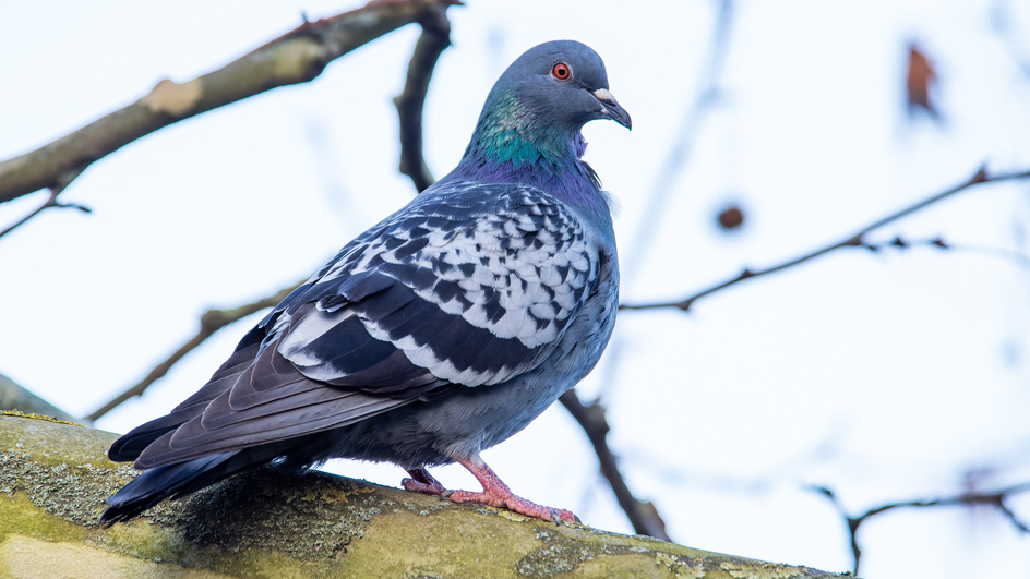 A pigeon perched on a tree branch