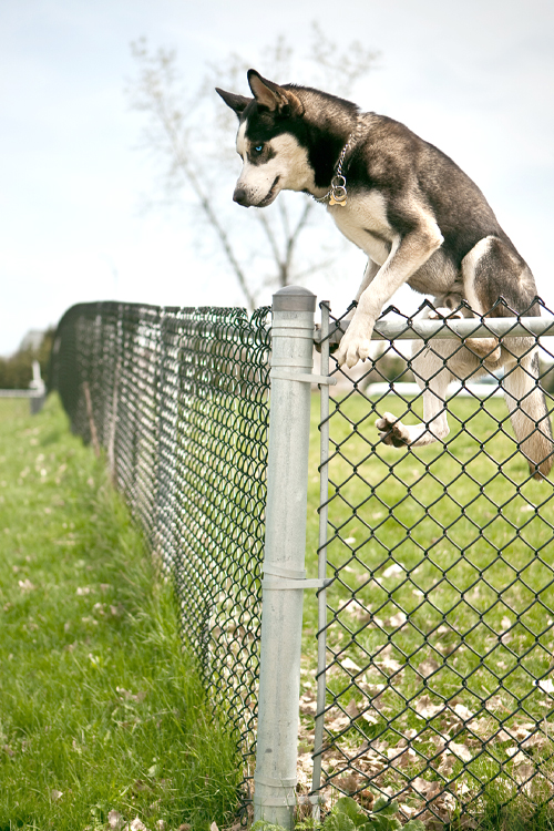 Dog jumping over a chain-link fence