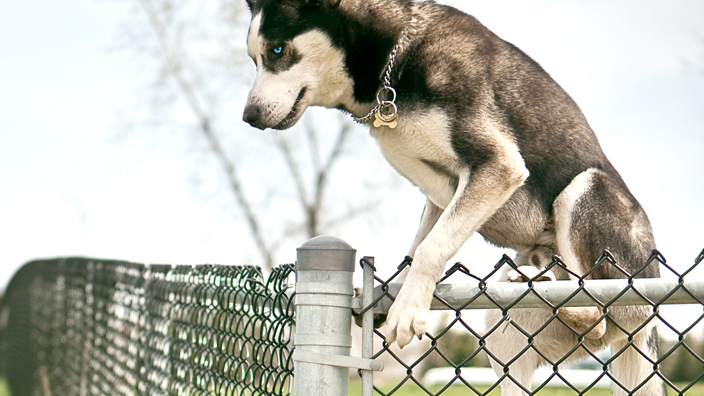 Dog jumping over a chain-link fence