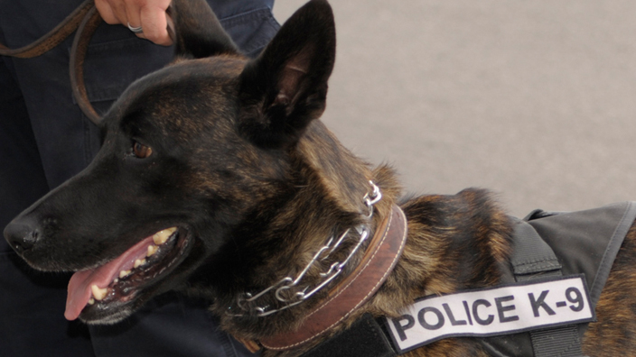 Dog wearing police K-9 vest standing next to a police officer