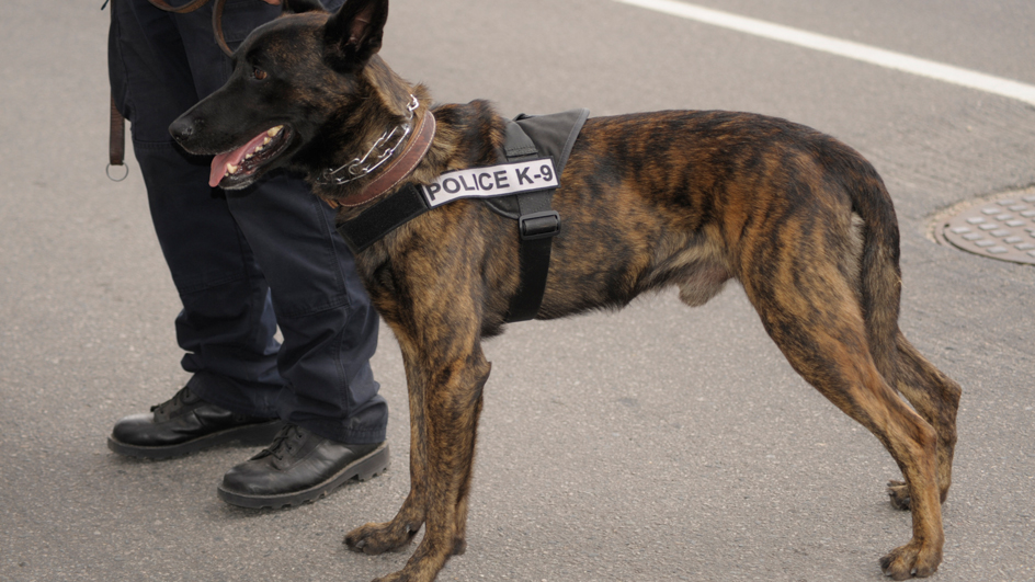 Dog wearing police K-9 vest standing next to a police officer